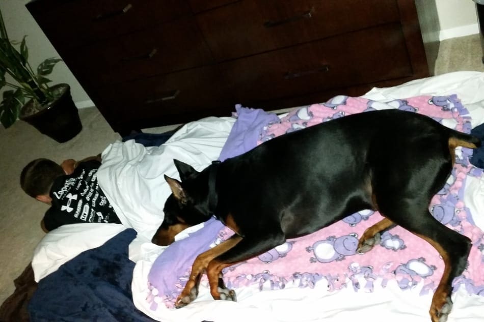 A Doberman sleeps with a child on his bed.