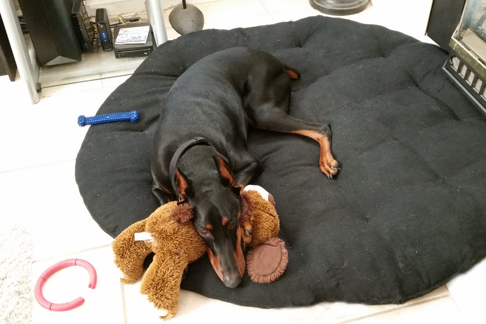 Doberman sleeping on his bed with a teddy bear.