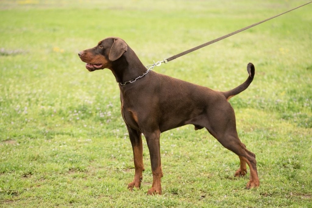 Doberman standing with long natural tail.