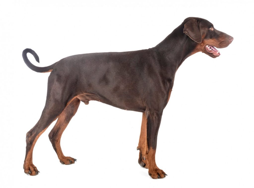 Doberman standing with undocked and natural curly tail.