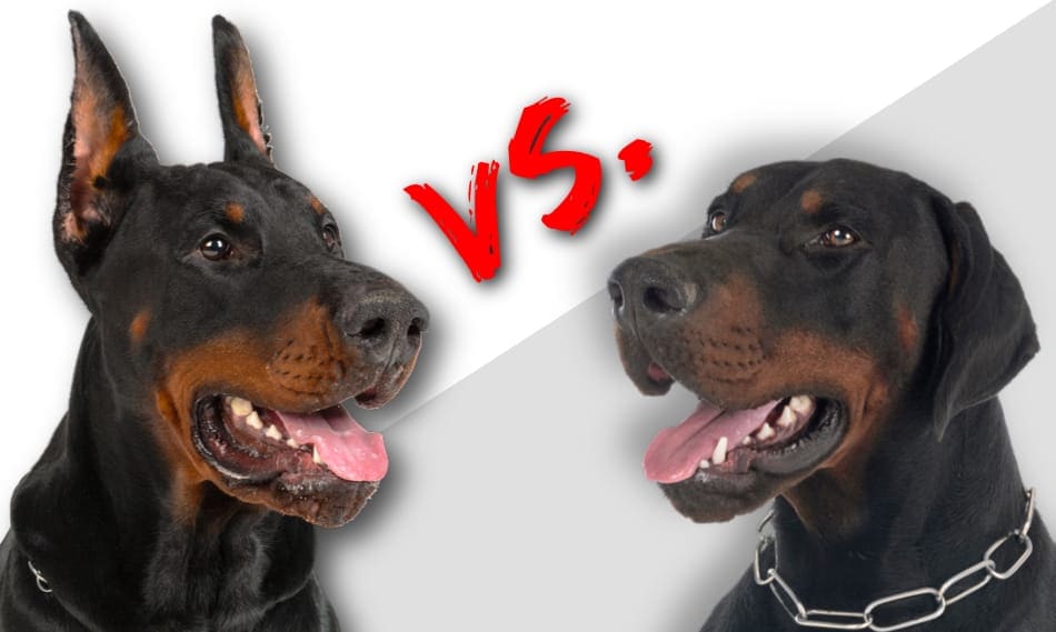 Doberman with cropped ears and a Doberman with natural ears side by side.