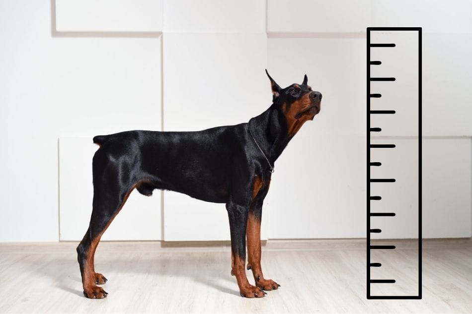 Doberman with a measuring device next to him.