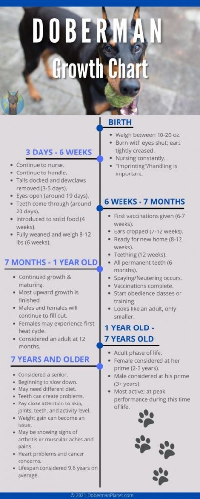 Doberman growth and development chart.