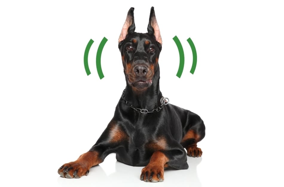 Doberman lying down with head shaking.