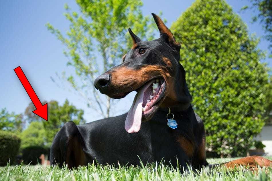 Doberman looking at its rear end.