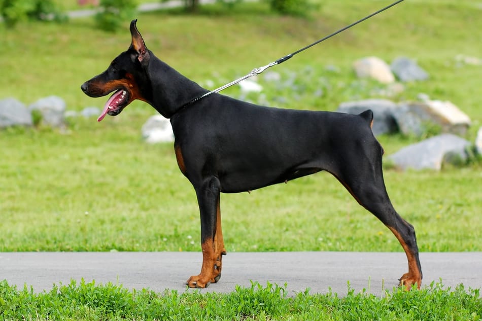 Doberman profile view standing tall.