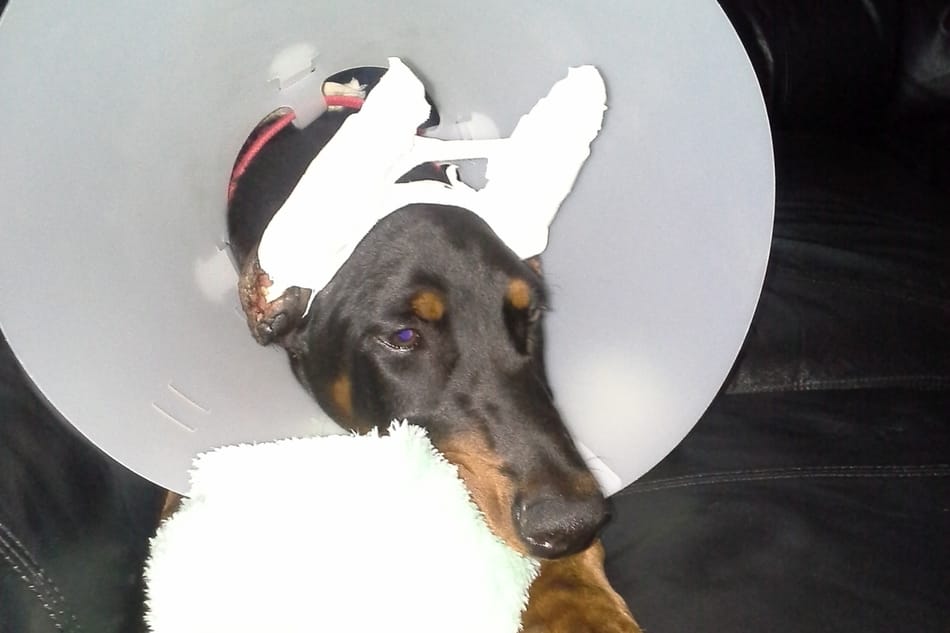 My Doberman in a medical cone and ears wrapped in bandages after ear cropping.