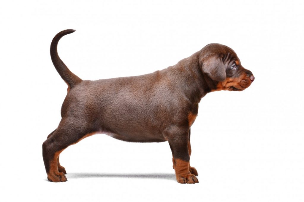 Doberman puppy with undocked tail.