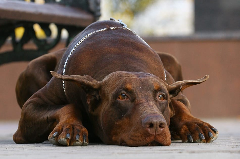 Doberman lying down on the floor.