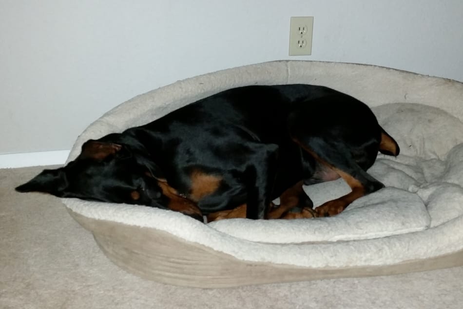 Doberman sleeping soundly undisturbed.