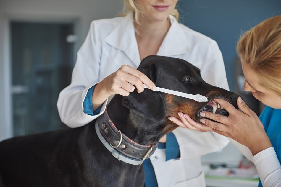 Doberman getting it's teeth brushed by a veterinarian.