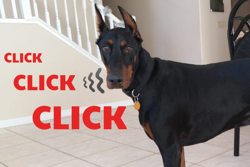 Doberman with clicking teeth.