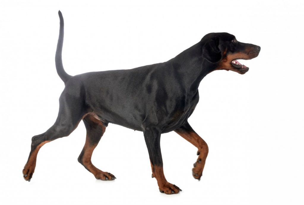 Adult black and rust Doberman with undocked tail.