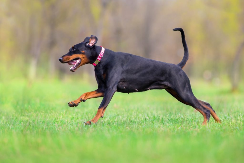 Adult Doberman running with natural tail.
