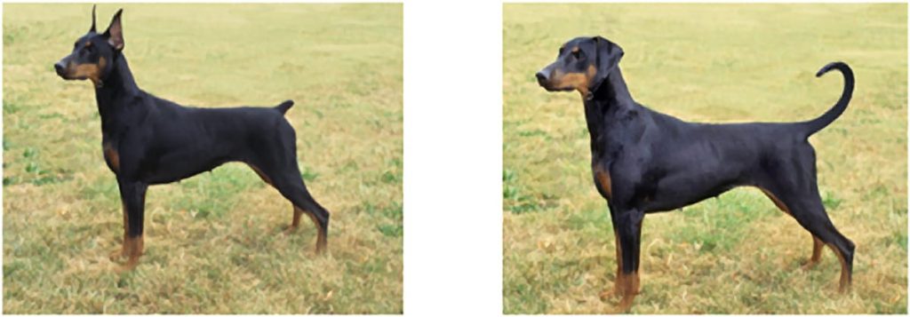 A picture of a two Dobermans. One with a docked tail and cropped ears and one with natural ears and tail.