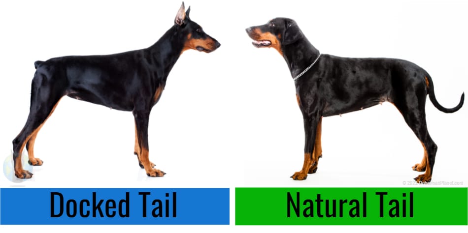Docked and natural tailed Dobermans facing each other.