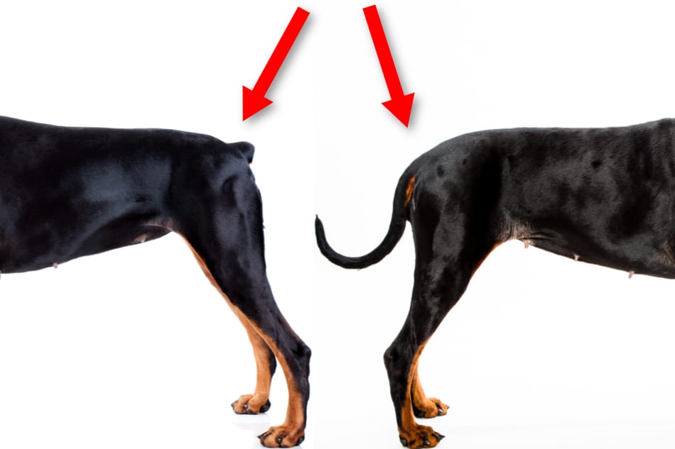 what does it mean when a puppys tail is up