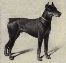 One of the first Doberman Pinschers shown with cropped ears in the late 1800's.