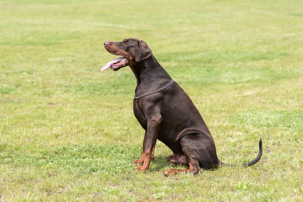 Doberman sitting in the grass with long natural tail.