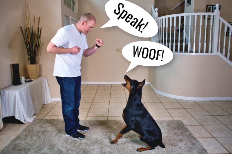 Doberman sitting and barking on command of the owner.