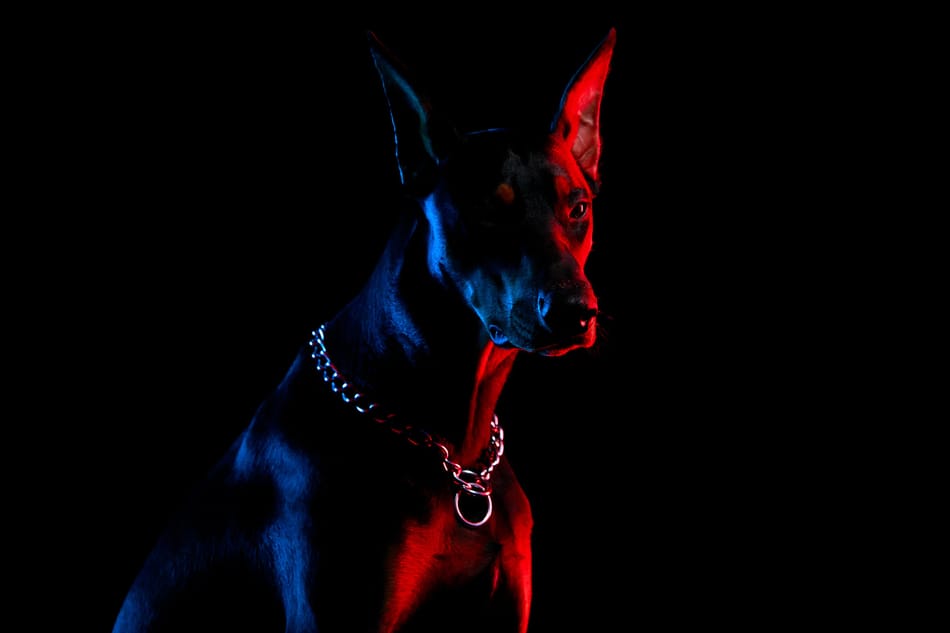 A Doberman dimly lit in the dark appearing highly alert.