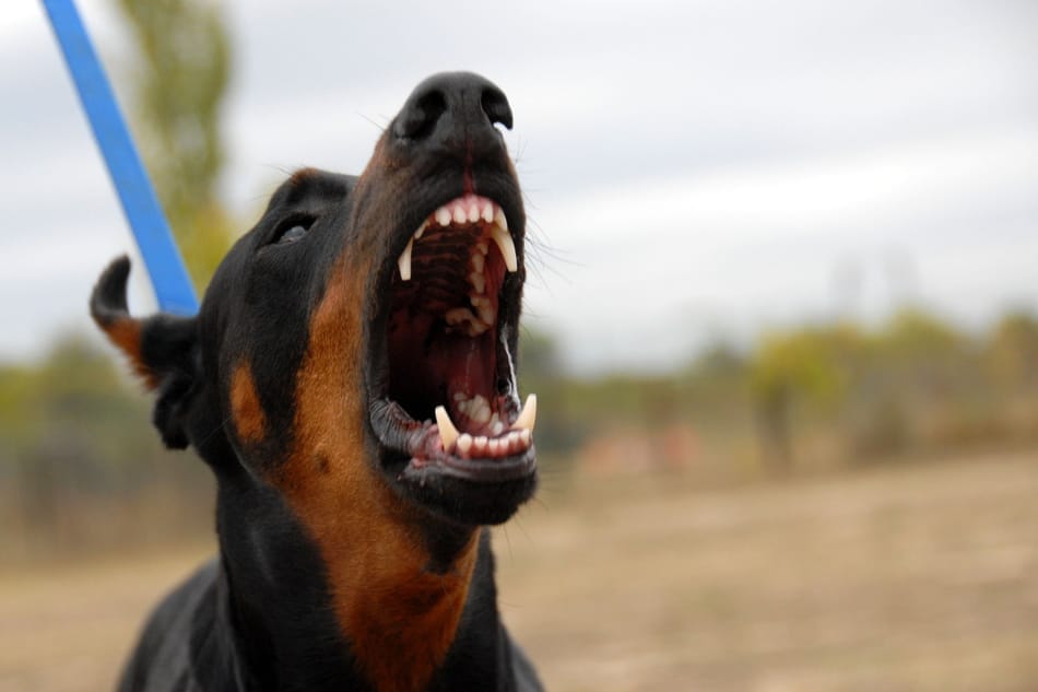 Doberman barking while on a leash.