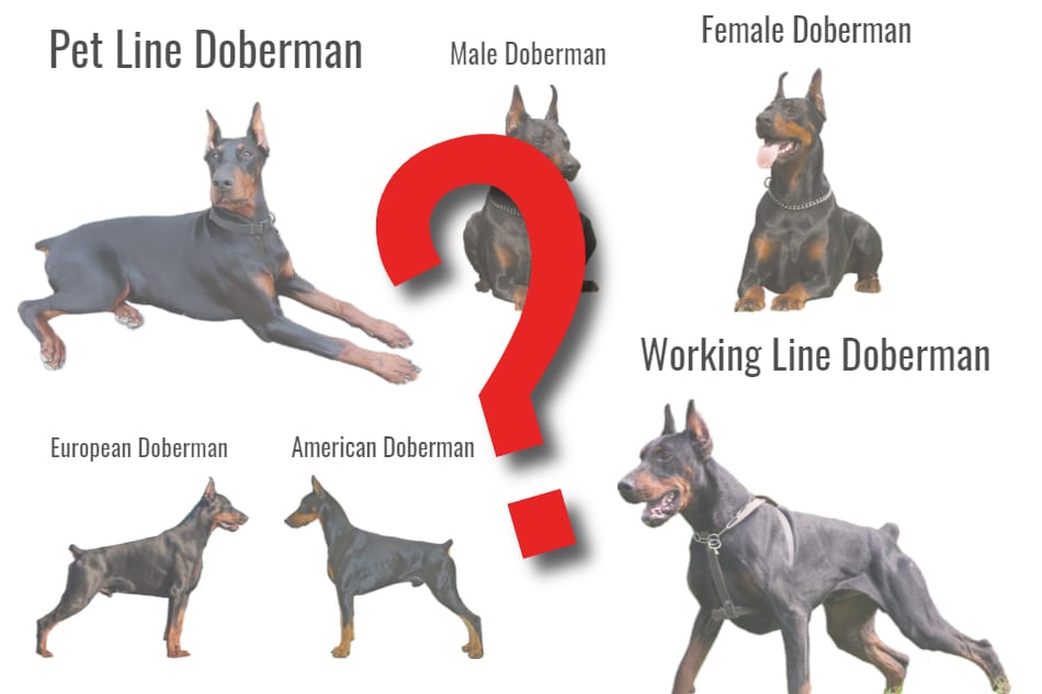 Title image of multiple types of Dobermans available to choose from.