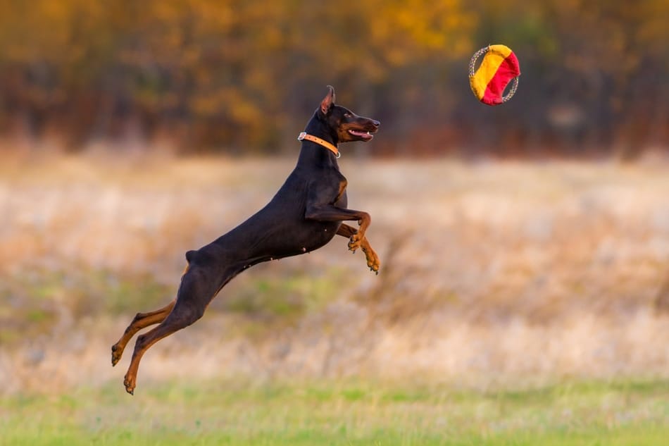 Doberman jumps for a toy while running outdoors in field.