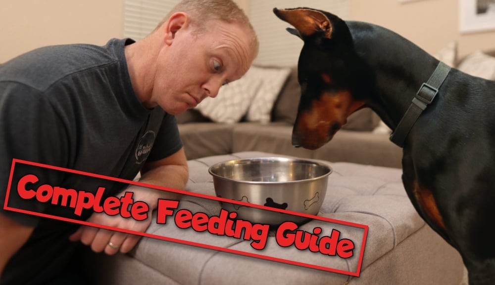 Doberman and his owner staring into a dog food bowl.