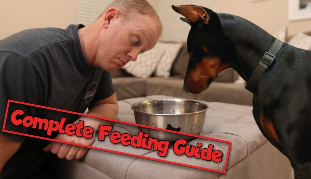 Dobermann und sein Besitzer starren in eine Hundefutterschale.