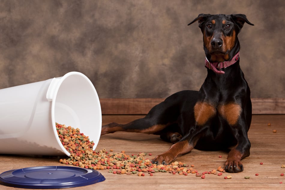 Dobermann legt sich neben verschüttetes Hundefutter.