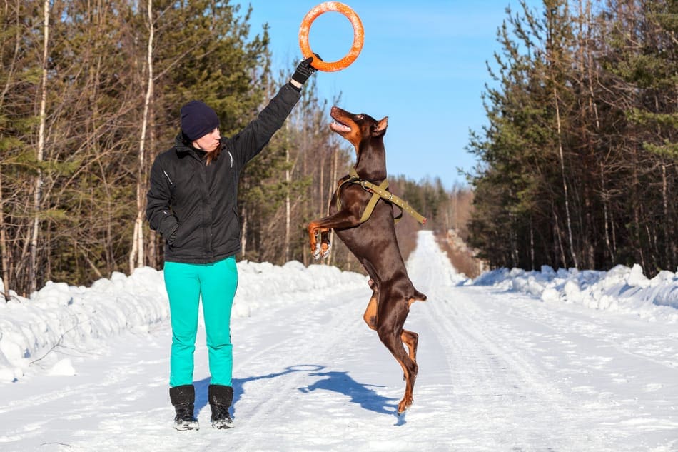 A Doberman tries to catch a toy in the snow.