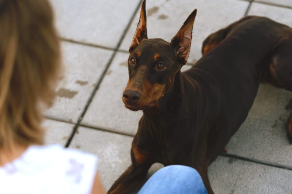 Female Doberman experiencing her heat cycle resting on the tile with her owner.