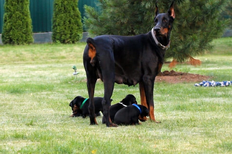 Female Doberman with swollen nipples watching over new puppies.