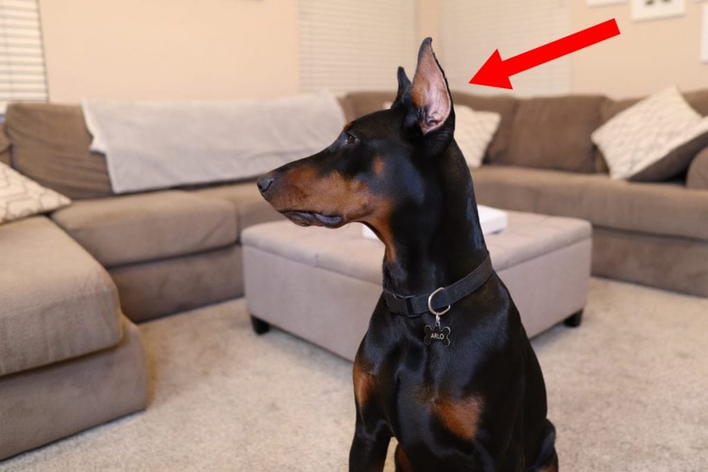 Profile view of a Doberman with cropped and erect ears.