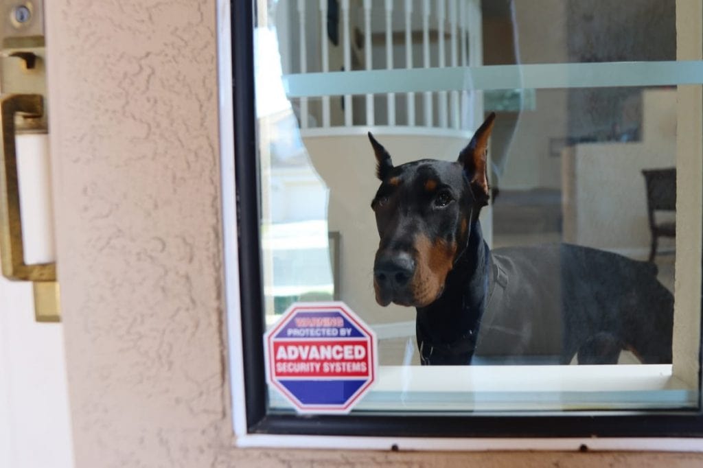 House of deals doberman