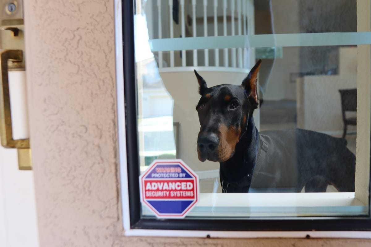 Doberman alone inside a house looking sad out the window.