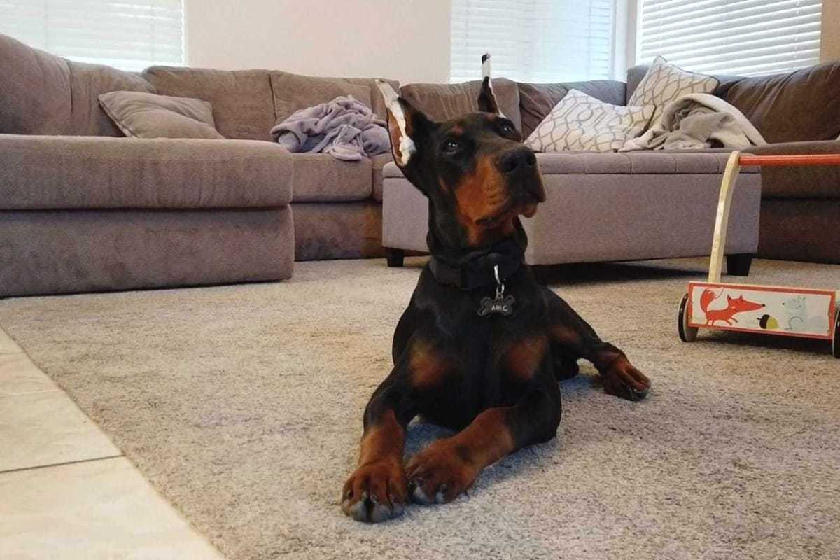 Doberman Ear Cropping Cost 11 Real Price Quotes Doberman