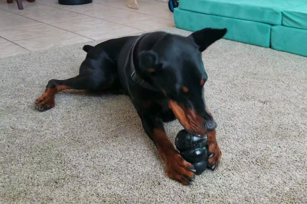 Doberman chews on a Kong toy to relieve stress while alone.