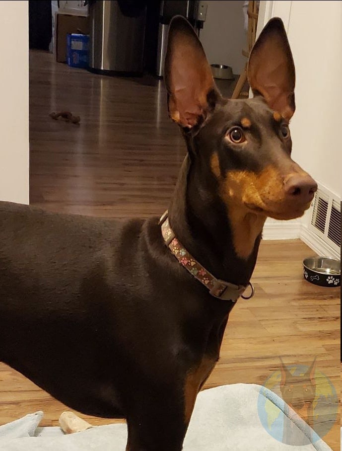 A Doberman with naturally erect ears - no ear cropping.