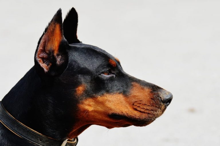 Doberman Ear Cropping Cost 11 Real Price Quotes Doberman