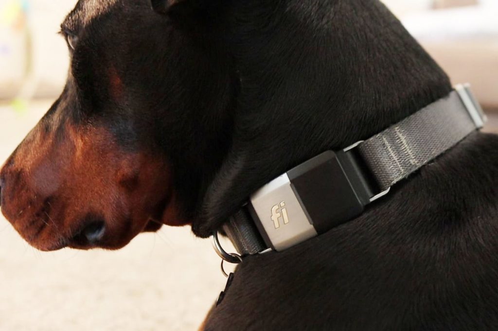Doberman wearing a Fi Smart GPS Collar